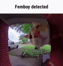 Femboy Femboy Detected GIF - Femboy Femboy Detected Femboy Cat GIFs
