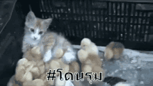 ลูกเจี๊ยบ ลูกไก่ โดนรุม GIF - Chick Chicks Cat GIFs
