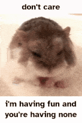 Hamster Dwarf Hamster GIF - Hamster Dwarf Hamster Hamster Meme GIFs