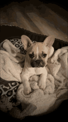 a french bulldog puppy laying on a blanket with paw prints on it