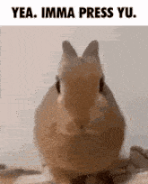 a picture of a rabbit with the caption yea imma press yu.