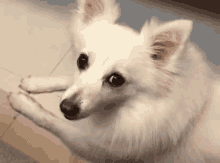 Kedipan Mata GIF - Kedip Anjing Lucu GIFs