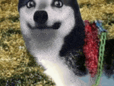 a husky dog is wearing a red scarf and a green chain around its neck