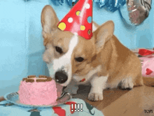Birthday Corgi GIF - Birthday Corgi Birthday Cake GIFs