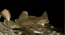 Gone In A Flash GIF - Purenaturespecials Saltylove Handfish GIFs
