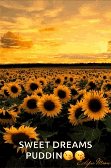 Sunflower Yellow GIF - Sunflower Yellow Sky GIFs