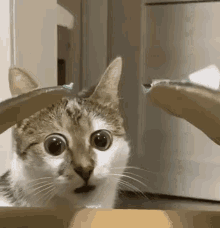 Big Eyed Cat Stare Cat GIF - Big Eyed Cat Stare Cat Giant Eye Cat GIFs
