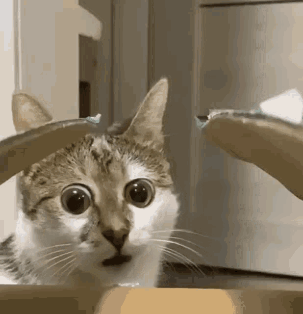 funny cats with big eyes