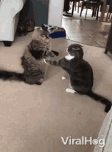 cat viralhog fight battle pet