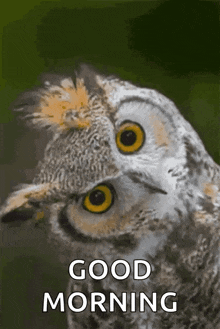 a close up of an owl with a good morning message