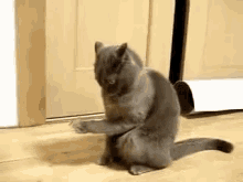 Kitty Does Not Know What To Do With The Butterfly That Landed On Its Paw… GIF - Cats Kittens Reactions GIFs
