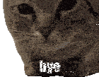 a close up of a cat with the word bye written on it