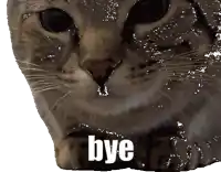 a close up of a cat with the word bye written on it