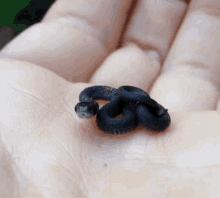Snake Baby Snake GIF