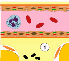 Cell Neutrophil GIF - Cell Neutrophil Blood GIFs