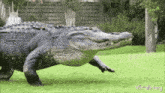 a large alligator is walking on the grass in a park .
