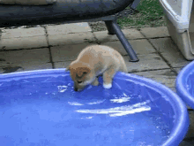 Pool Party Of One GIF - Dog Puppy Shiba Inu GIFs