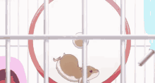 Hamster So Sorry GIF - Hamster So Sorry Dumb Question GIFs