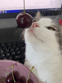 Cat Hungry GIF