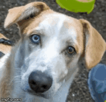 Dogeye Dogs GIF - Dogeye Dogs GIFs