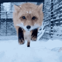 Im Hungry Fox GIF