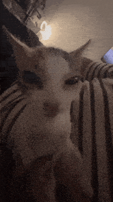 Uhh Cat GIF - Uhh Cat GIFs