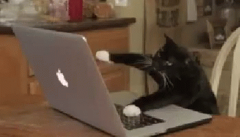 computer-cat.gif