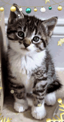 a kitten with christmas decorations behind it and the letters r.d. on the bottom