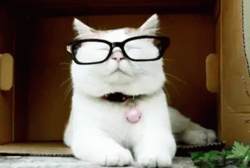Cat Glasses GIF - Cat Glasses Cool - Discover & Share GIFs