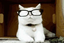 cat glasses cool intellectual