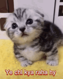 Mishtersami Cat GIF - Mishtersami Cat Kitten GIFs