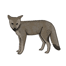 fox zorro