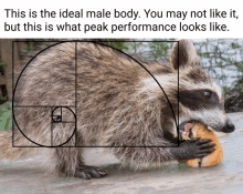 Raccoon Perfect Body GIF - Raccoon Perfect Body GIFs