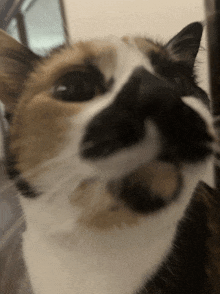 a close up of a calico cat 's face with its tongue out