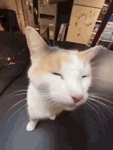 Cat Blehh GIF - Cat Blehh GIFs
