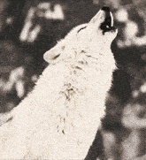 White Wolf Howl GIF - White Wolf Howl GIFs