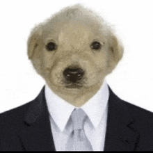 Doginbusinesssuit Seriousbusinessonly GIF