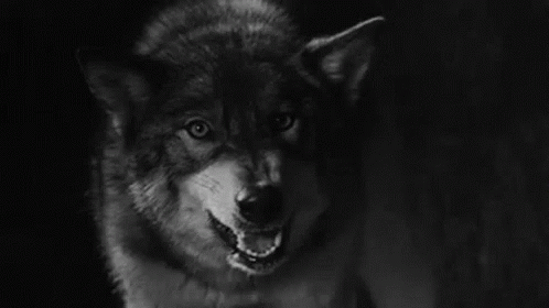 black wolf snarling gif