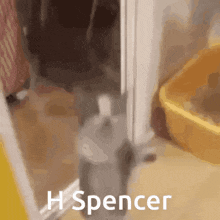 Hi Spencer Happy Cat GIF - Hi Spencer Happy Cat Dancing GIFs
