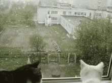 Such Confuse GIF - Snowing Winter Cats GIFs