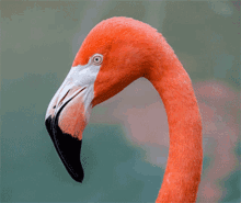 Meme Flamingo GIF - Meme Flamingo Fierce Stare GIFs