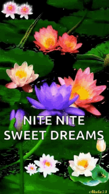 Nite Good Night GIF - Nite Good Night Sweet Dreams GIFs