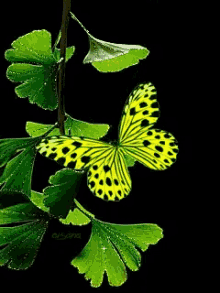 Green Butterfly GIF
