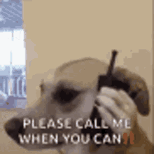 Please Call Me When You Can GIF - Please Call Me When You Can Dog GIFs