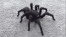 Crawling Art Piece GIF - Crawling Art Piece Spider GIFs