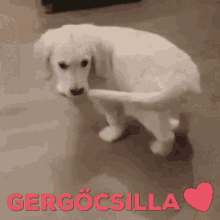 Love Tail GIF - Love Tail Catch GIFs