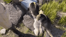 a couple of animals are standing next to each other on a sidewalk