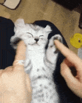 Cat Cat Meme GIF - Cat Cat Meme Cats GIFs