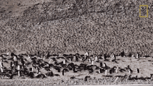 Lots Of Penguins National Geographic GIF - Lots Of Penguins National Geographic Penguins GIFs
