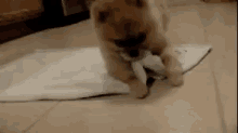 Puppy In A Blanket GIF